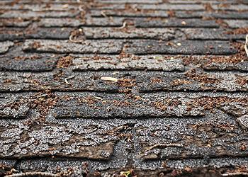 Key Danger Signals Of a Failing Roof